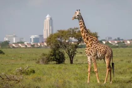 Giraffe in Nairobi Kenya