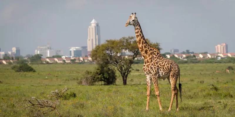 Giraffe in Nairobi Kenya