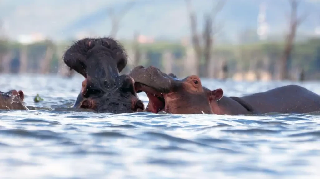 Hippos at Navaisha Lake, Kenya