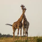 Two cute giraffes in South Africa