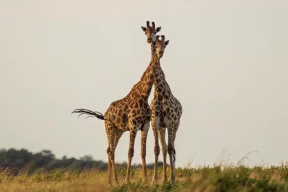 Two cute giraffes in South Africa