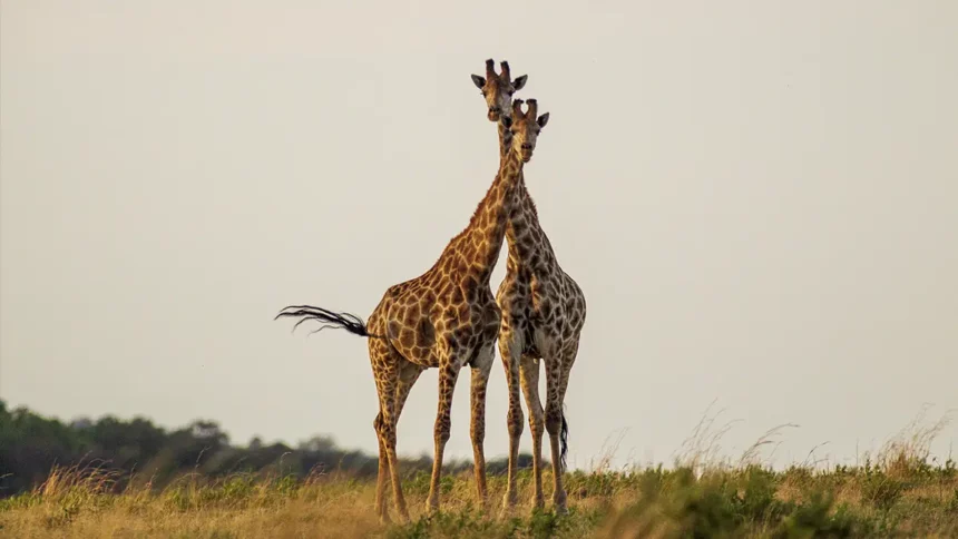 Two cute giraffes in South Africa