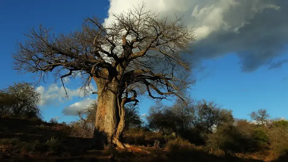 Baobabs in Soutpansberg, South Africa